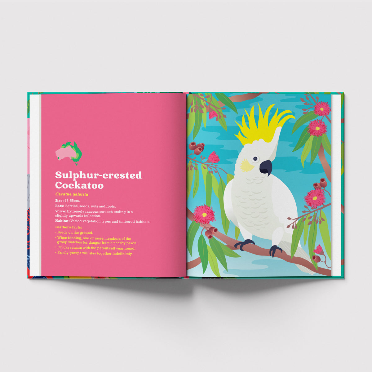 Birds in my Australian Back Yard hardcover picture book by Sarah Epstein